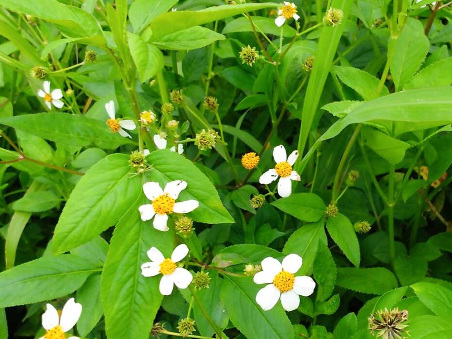 普通のビデンス・ピローサ