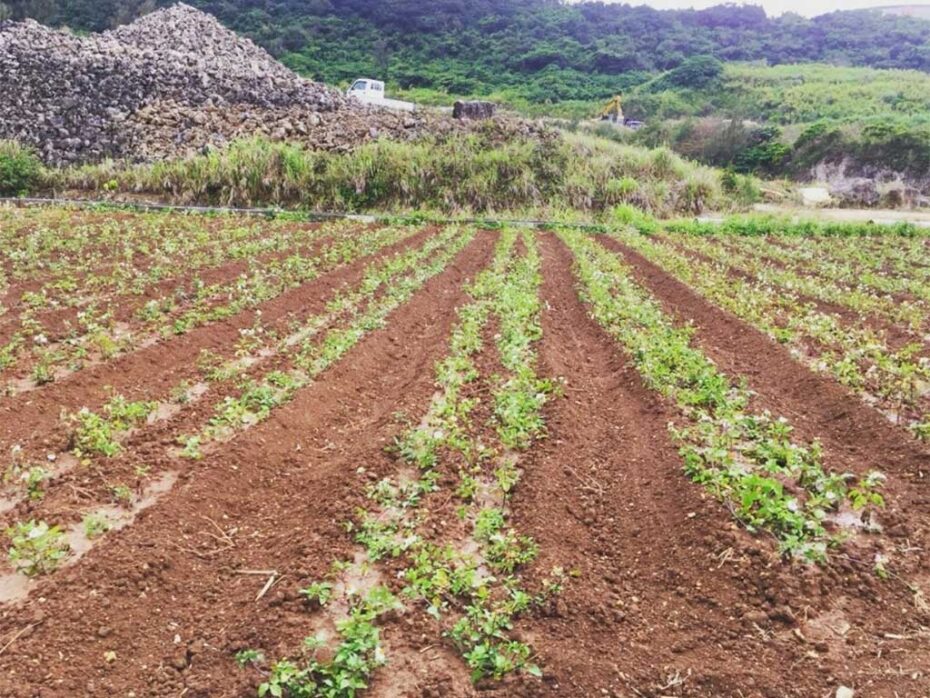 植えて1週間の宮古ビデンス・ピローサ