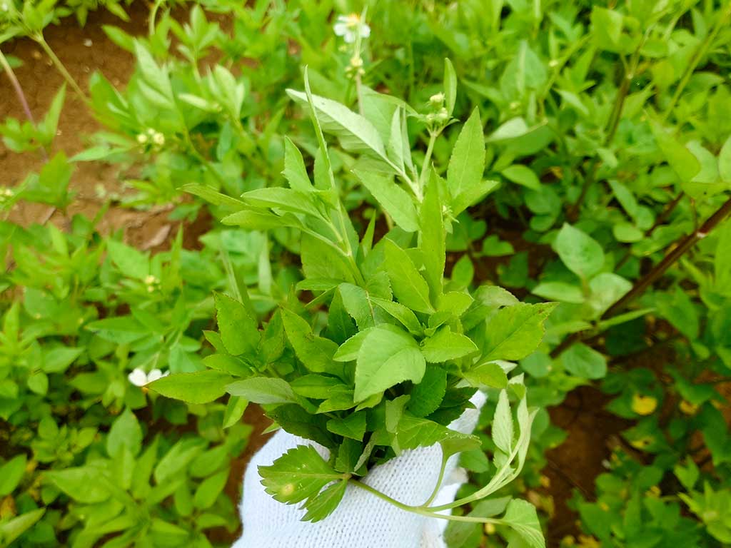 宮古ビデンス・ピローサ